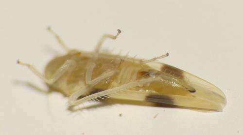 Zonocyba bifasciata